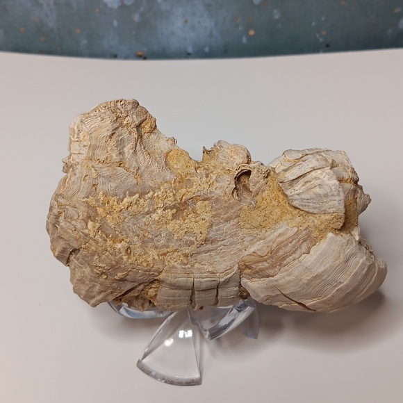 Fossilized Barnacle Cluster - Picture 4 of 5